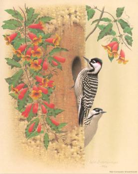 威廉 齊默曼 Red cockaded Woodpecker 威廉 齊默曼 Red cockaded Woodpecker